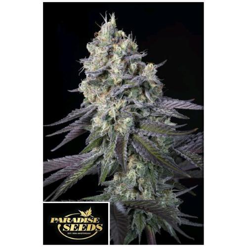 PARADISE SEEDS - PURPLE MINTS FEM - 3 SEMI