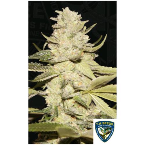 TH SEEDS - PLANET LEMON FEM - 7+1 SEMI