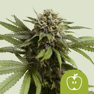 ROYAL QUEEN SEEDS - APPLE FRITTER AUTO