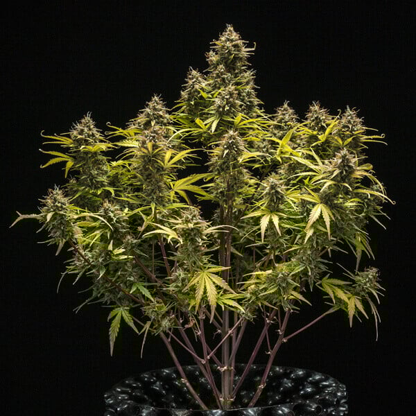 ROYAL QUEEN SEEDS - ROYAL CHEESE AUTO