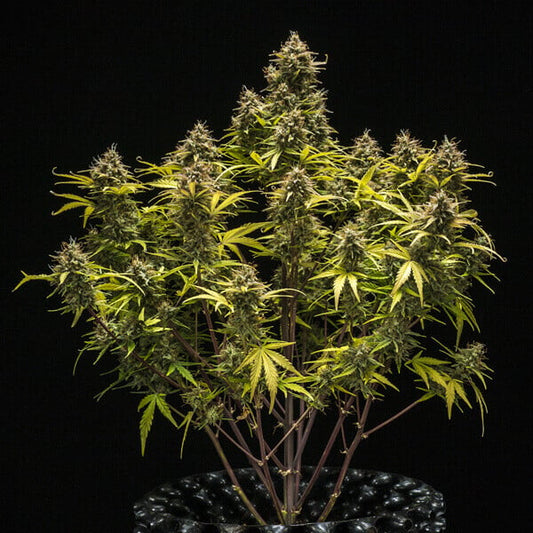 ROYAL QUEEN SEEDS - ROYAL CHEESE AUTO