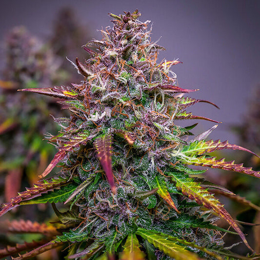 ROYAL QUEEN SEEDS - BUBBLE KUSH AUTO
