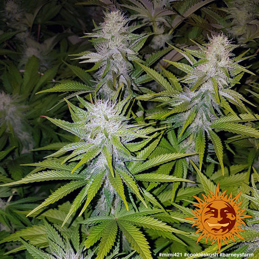 BARNEY'S FARM - COOKIES KUSH AUTO