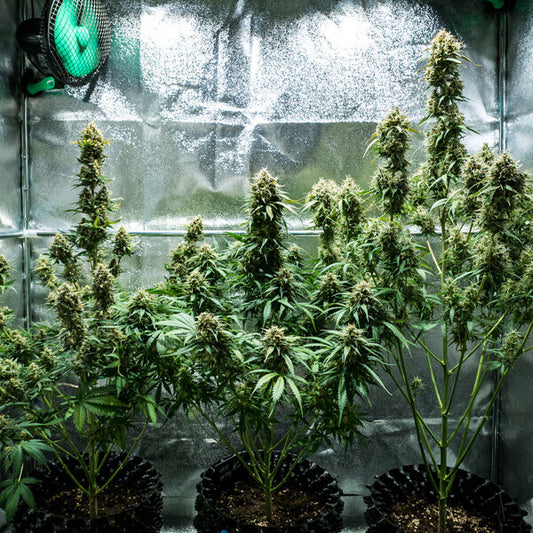 ROYAL QUEEN SEEDS - FAT BANANA AUTO