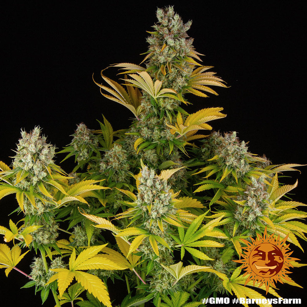BARNEY'S FARM - GMO AUTO