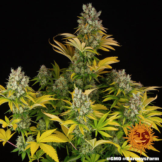 BARNEY'S FARM - GMO AUTO