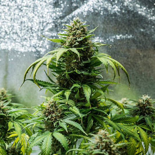 ROYAL QUEEN SEEDS - GREEN GELATO AUTO -  USA PREMIUM