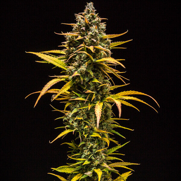 ROYAL QUEEN SEEDS - PURPLE QUEEN AUTO