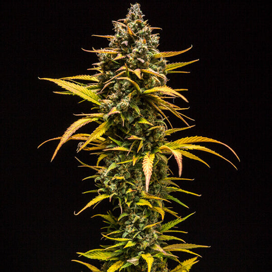 ROYAL QUEEN SEEDS - PURPLE QUEEN AUTO