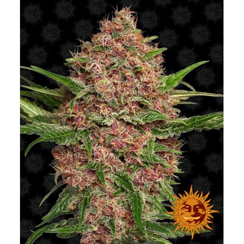 BARNEY'S FARM - PURPLE PUNCH AUTO