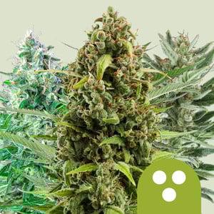 ROYAL QUEEN SEEDS - QUICK ONE AUTO