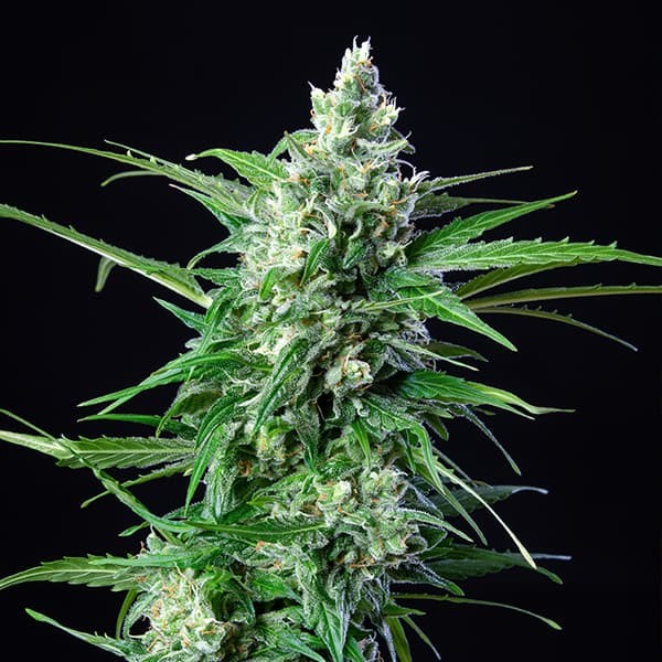 ROYAL QUEEN SEEDS - ROYAL AK AUTO