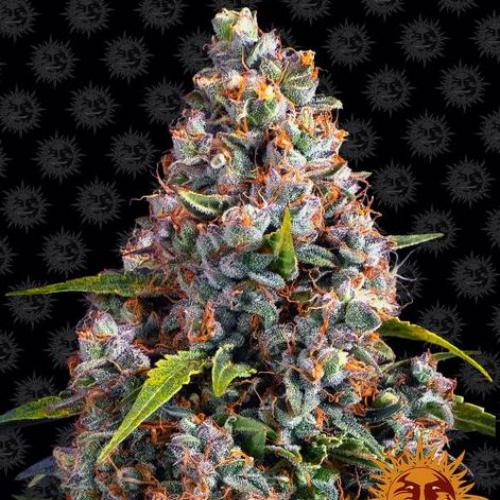 BARNEY'S FARM - STRAWBERRY CHEESECAKE AUTO