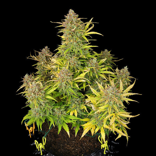 ROYAL QUEEN SEEDS - SWEET ZZ AUTO
