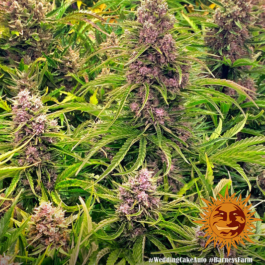 BARNEY'S FARM - WEDDING CAKE AUTO
