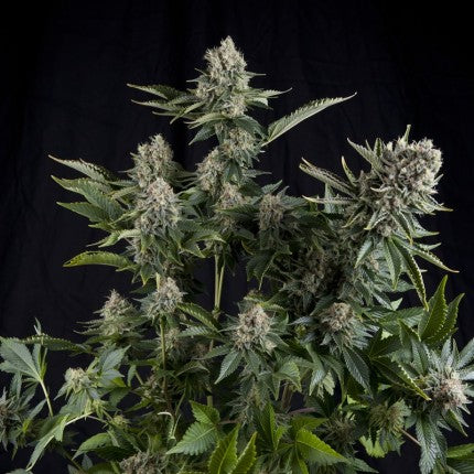 BARNEY'S FARM - WHITE WIDOW XXL AUTO